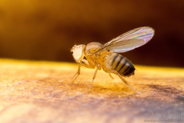 科学家怎样证明进化论,进化论有可以观测的进化证据吗