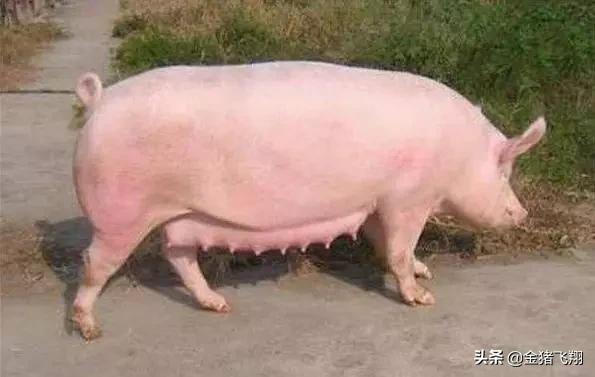 母猪便秘小猪拉稀,为防止小猪拉稀母猪产前怎样保健