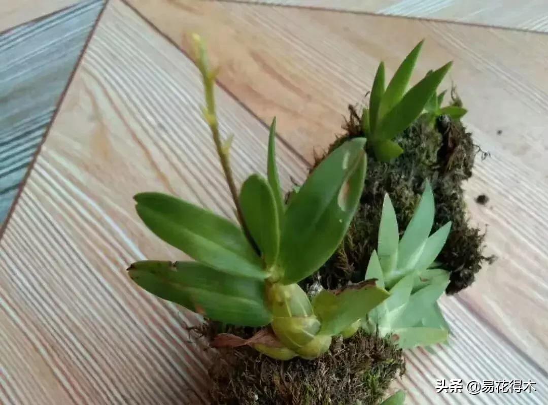 珍虫石斛什么档次,珍虫石斛花的介绍