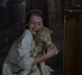 养猫怎么防止猫咪跑丢,猫咪走丢3招快速找回