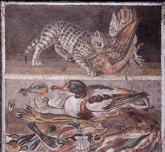 英短猫长大后是什么样的,英短猫的成长大小跟什么有关