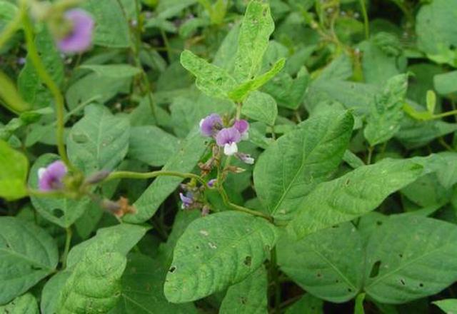 大豆如何种植更高产?从种到收需要哪些管理?农户们该怎么做?