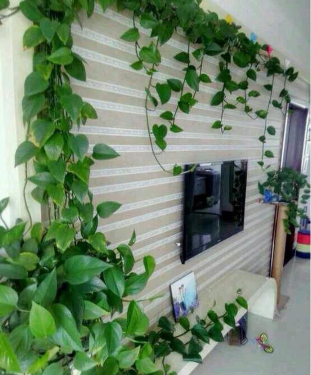 绿萝浇什么养得旺盛妙招,浇什么水才能让绿萝长得茂盛