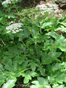 独活与羌活的植物区别图片,羌活属植物都有什么