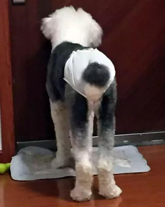 毛孩子初次发情，意外怀孕危害大！怎么办？