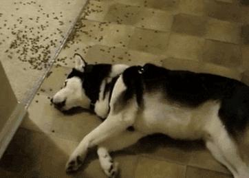 雪花秀雪御活颜精萃,雪花秀雪御活颜菁萃水小样