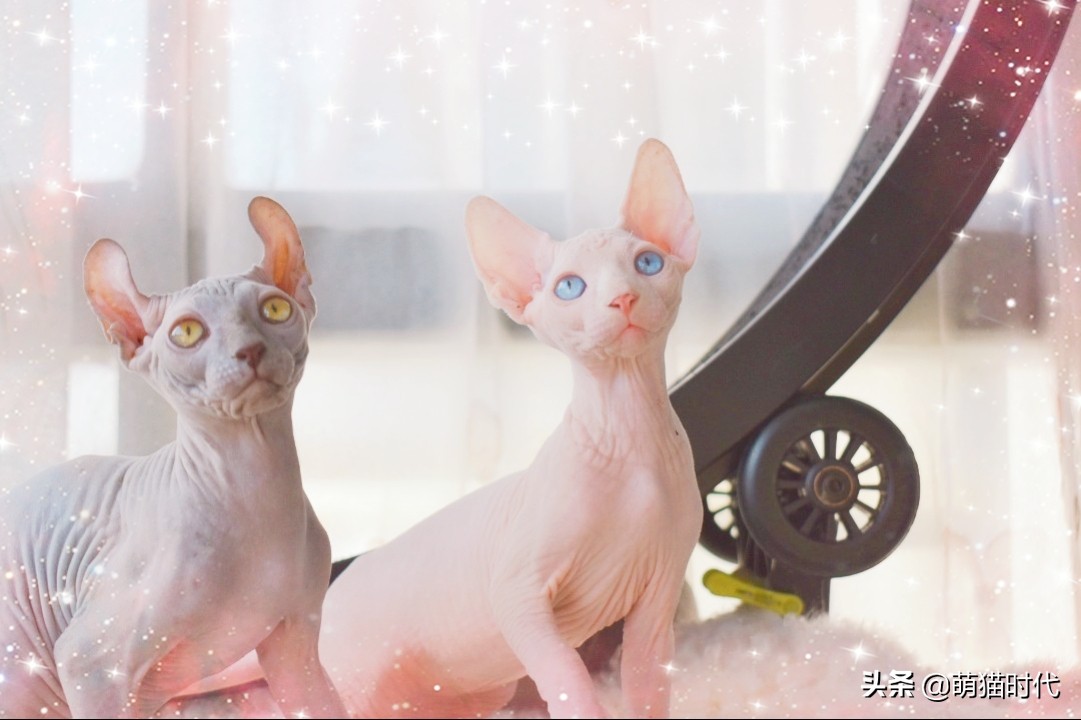 短毛卷毛猫有哪些品种,无毛猫和德文卷毛猫能配出来什么