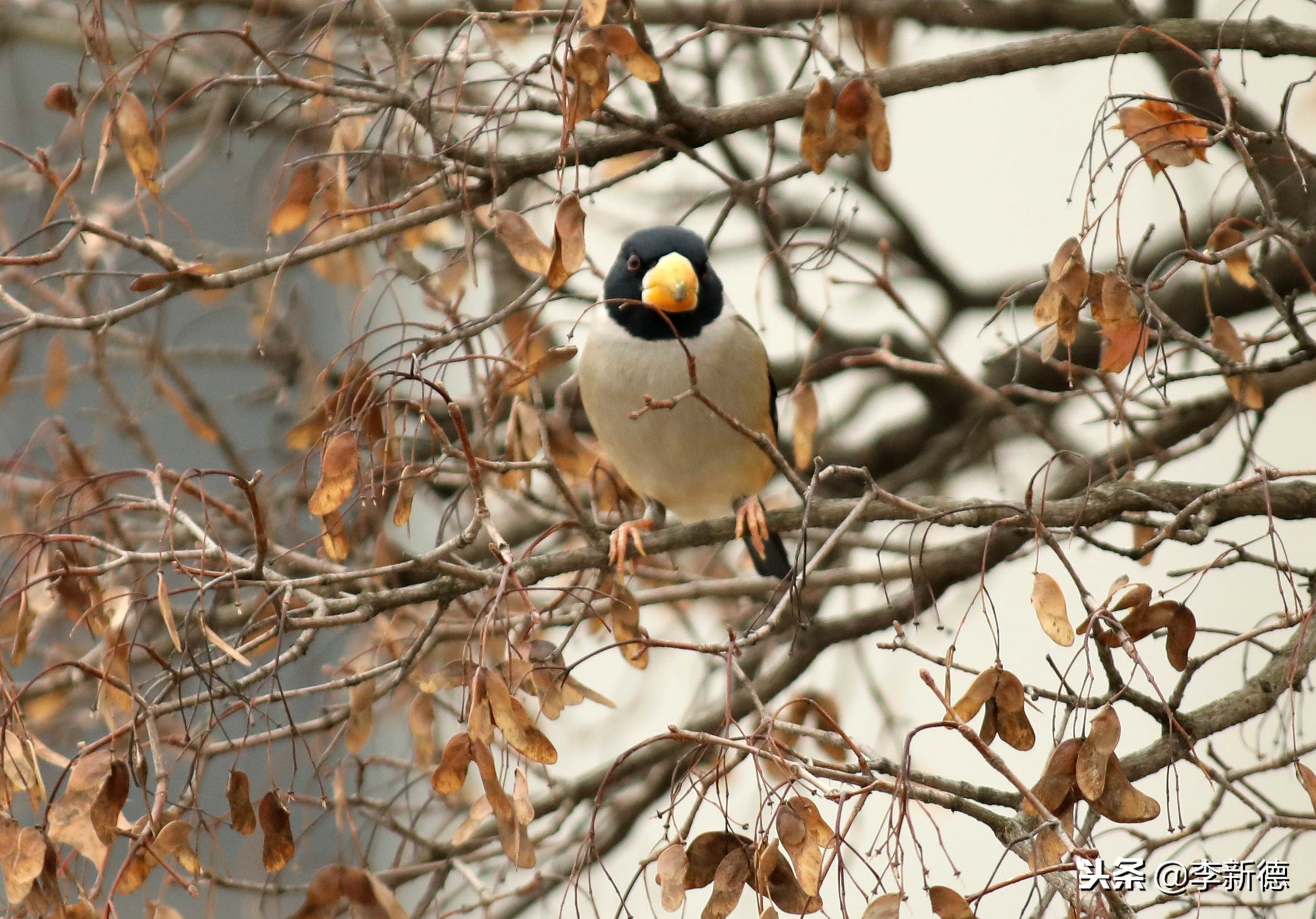合肥拍鸟的视频,合肥拍到的小鸟
