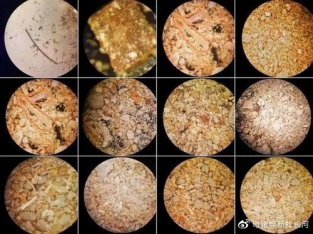 为什么母猪要排毒素,母猪为啥要排毒