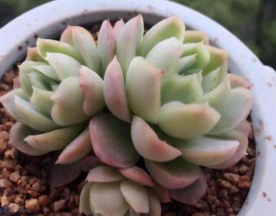 淡雪多肉砍头徒长后怎么处理,多肉室内养徒长怎么办