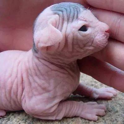 世界上最致命的猫黑足猫,世界十大奇特的猫你见过哪一种