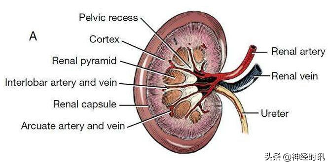 肾脏输尿管膀胱前列腺结构,肾输尿管膀胱解剖示意图