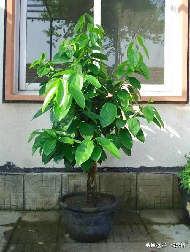 搬家入新宅适合送什么植物,搬家送礼物送什么盆栽最合适