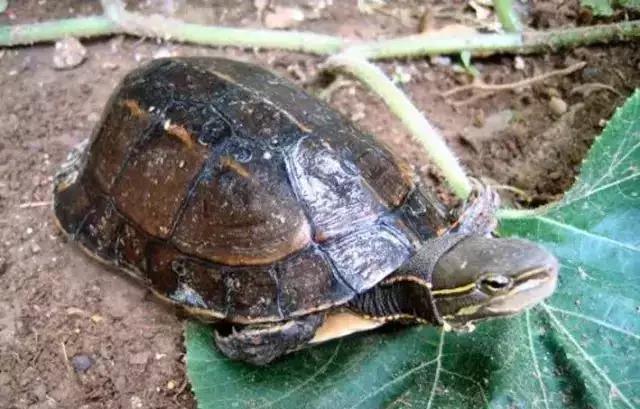 三线闭壳龟和潘氏闭壳龟区别,金头闭壳龟和三线闭壳龟同池