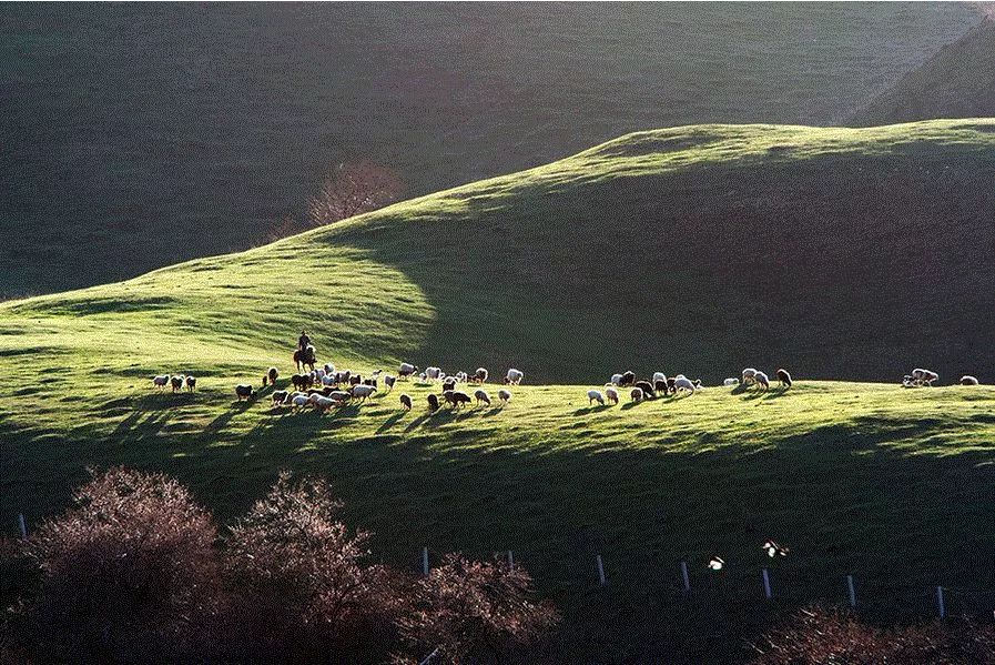 走马春季追花线|春漫*疆新**，牧笛声声中的杏花村