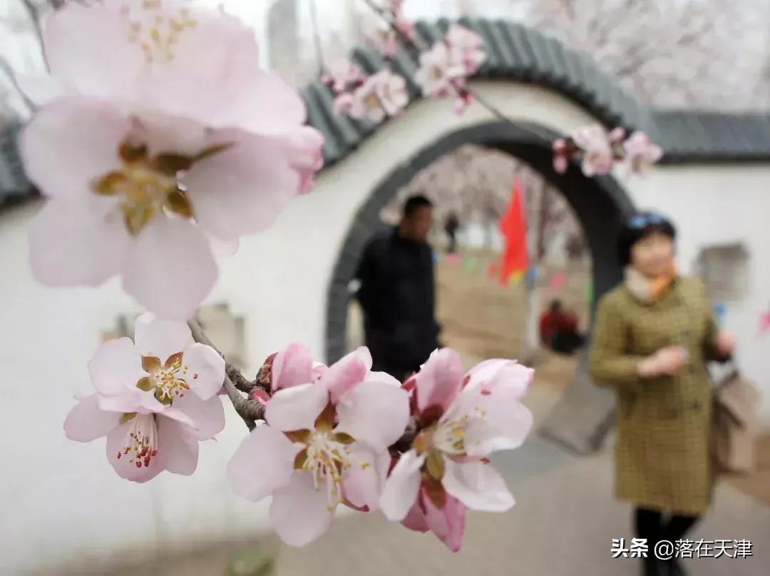 天津河北区桃花堤开了吗,天津看桃花的北运河桃花堤