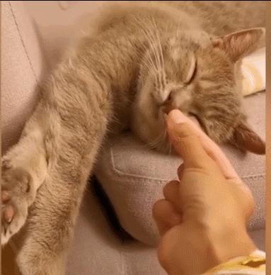 猫咪界干饭王,喵界干饭王