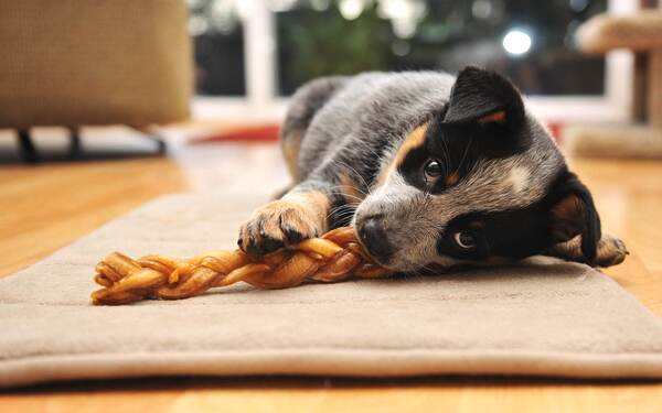 猫咪的胡须和眉毛能剪短吗,猫咪的胡须为啥不能断