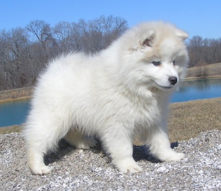 适合老年人养的狗排行榜,适合老人养的狗好养活的品种