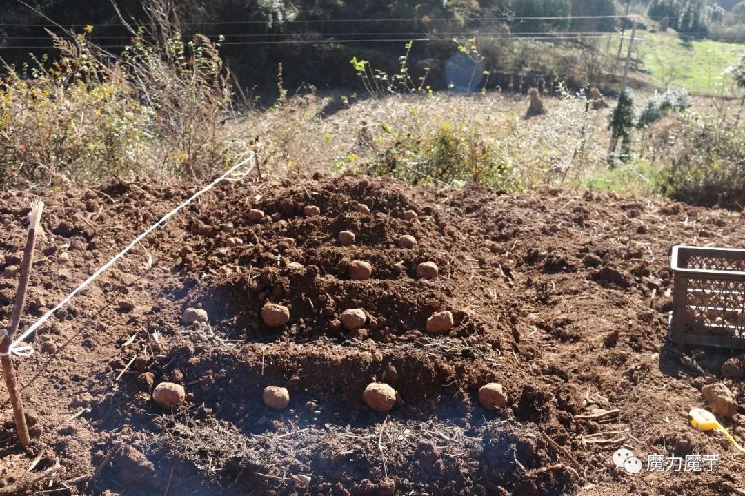 地膜种植魔芋的大忌,种植魔芋的方法与技术