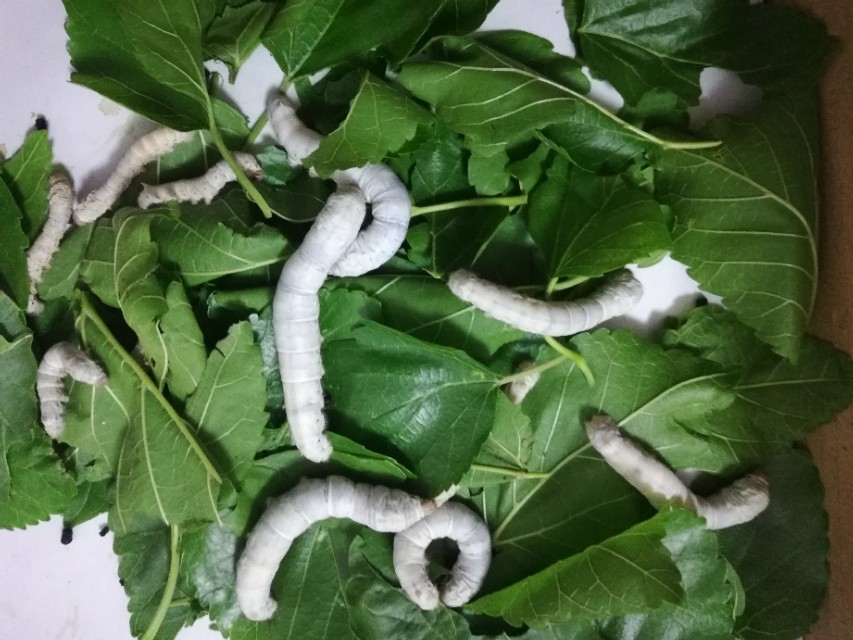 养蚕记完整版,养蚕记全集