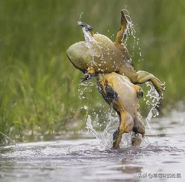 英国首相得新冠是真的吗,英国首相新冠反应