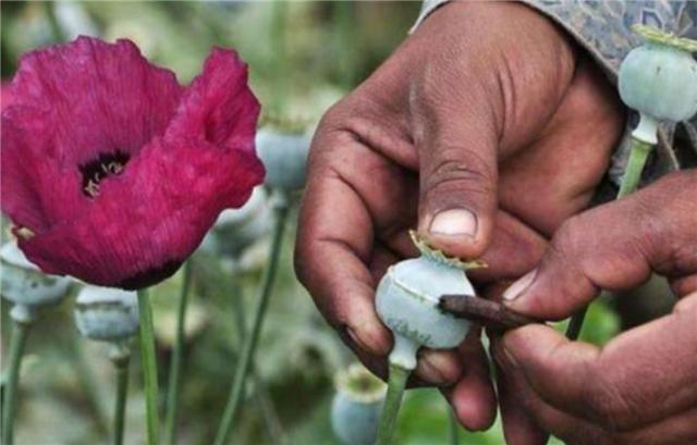 贩卖毒品的金三角在中国哪个地区,毒品