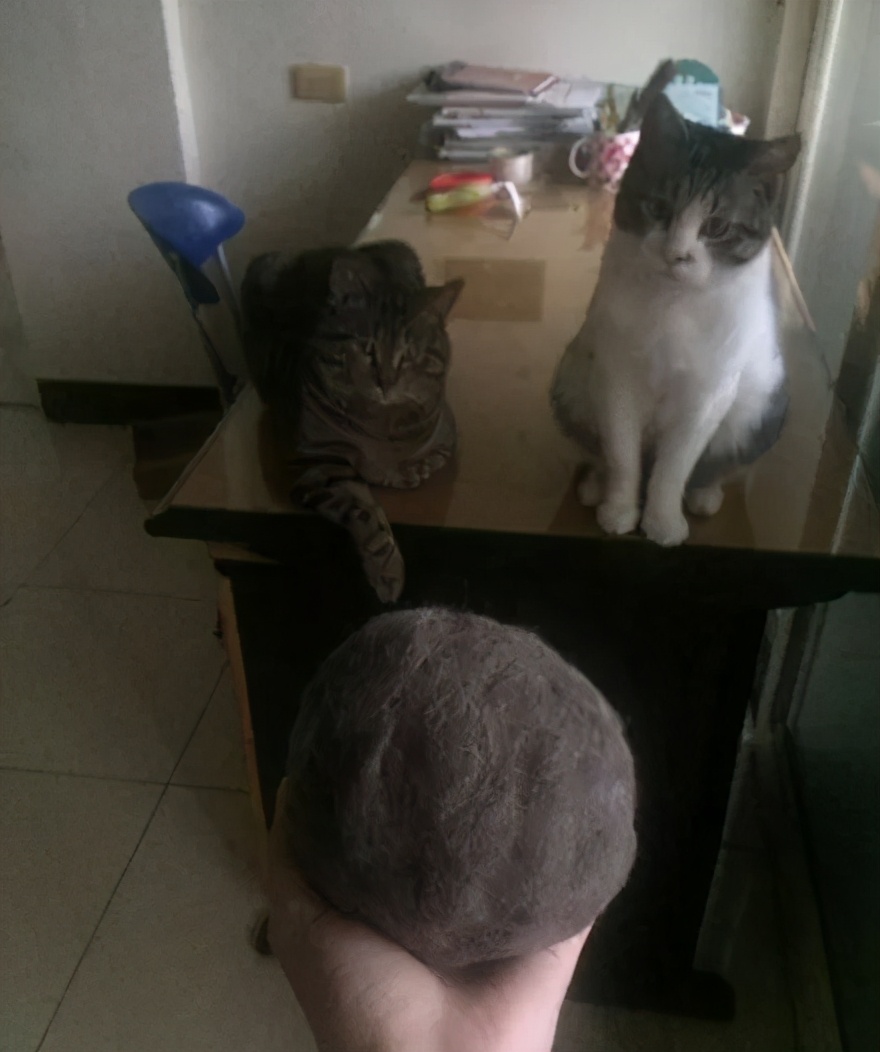 在路上捡回来的流浪猫给它洗澡,救助的流浪猫生病自己无能为力