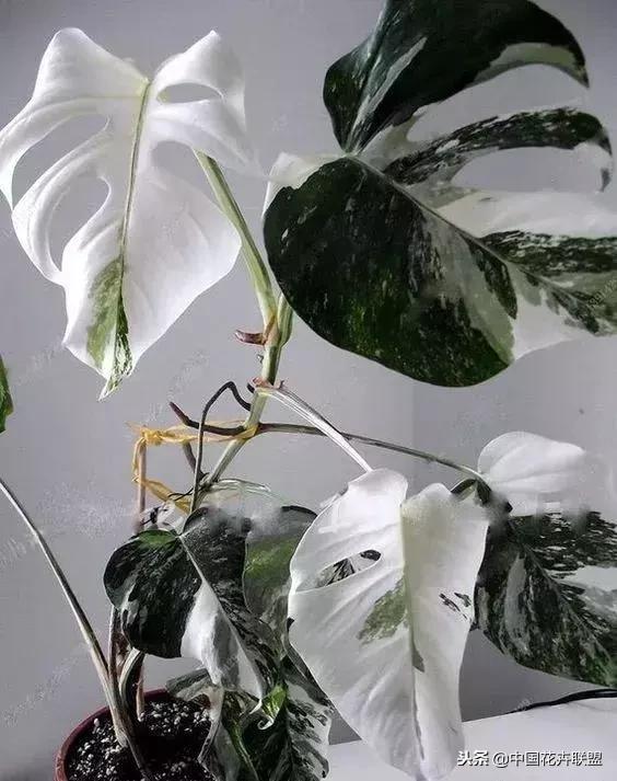 打翻了调色盘的花,打翻了调色盘的美景