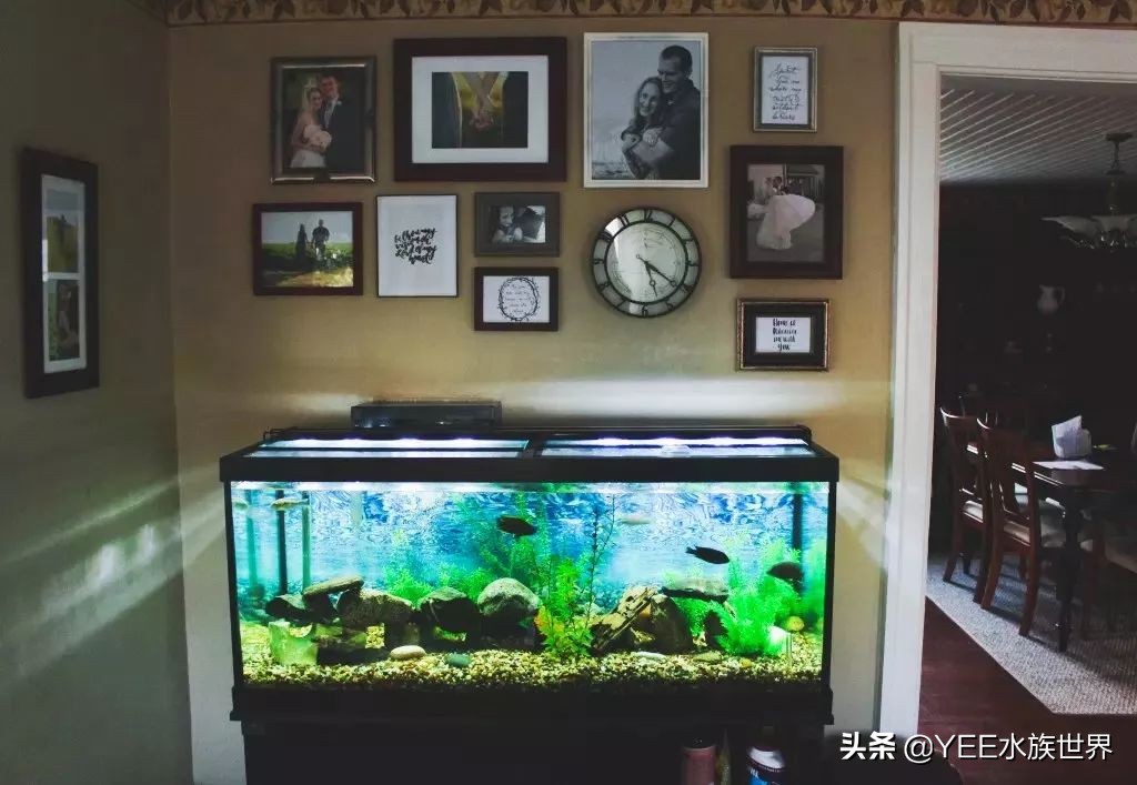 鱼缸放几种滤材最合适,鱼缸滤材有必要放那么多种吗