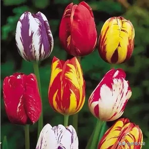 世界名贵花图片大全集,世界上最漂亮名贵的花卉