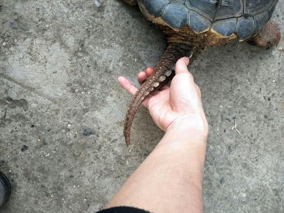 钓了这么多年鱼,有人钓到100多斤的大鳄龟