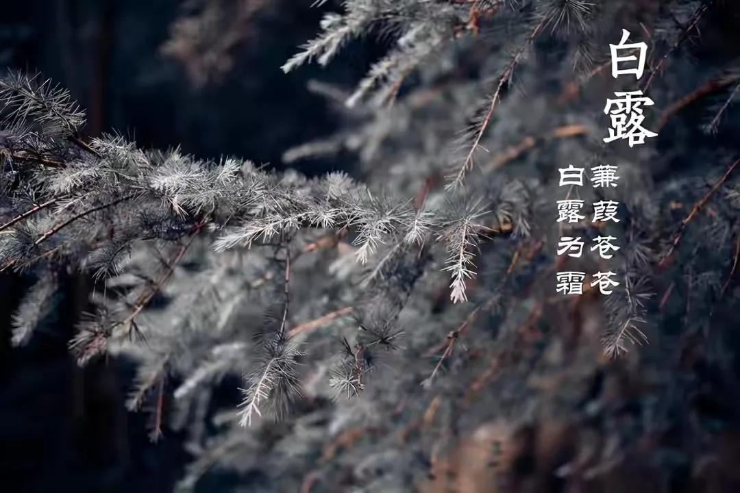 「节气变换」今日白露：露从今夜白，月是故乡明