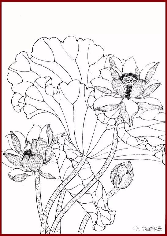 工笔白描简单荷花视频教程,工笔荷花的各种形态白描稿