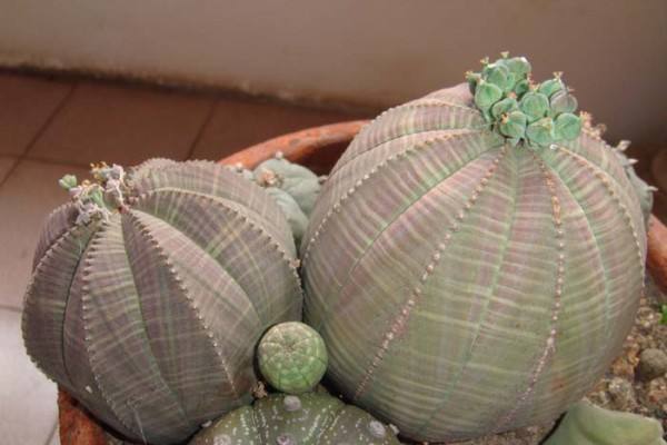 自然界嘴巴奇特的十种动物,十种奇特的自然界植物图片