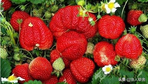 辽宁大连有什么土特产品,大连特产农产品标志