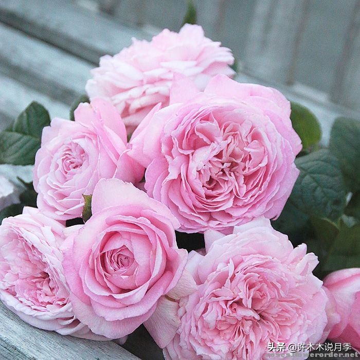 月季老桩容易得根瘤吗,月季老桩买回来要生根粉泡吗