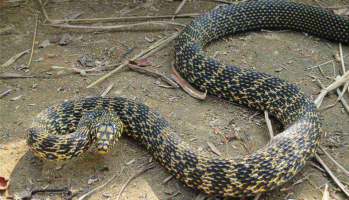 农村如何防止蛇往屋里爬,怎么防止蛇跑到家里来