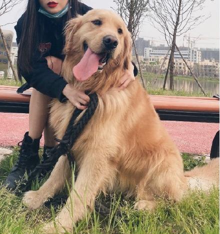 金毛犬防暑,高温橙色预警小狗狗