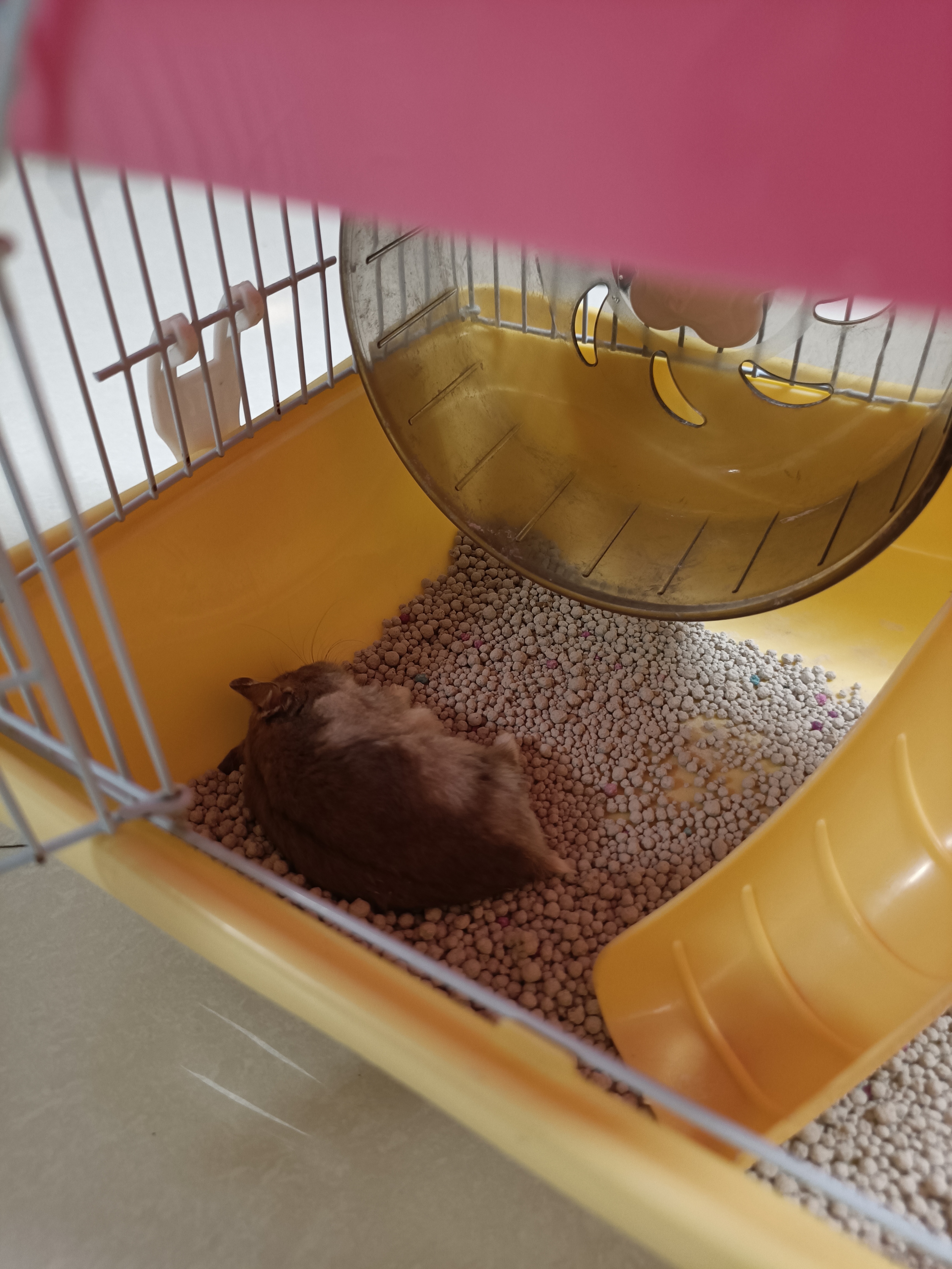 萌宠科普仓鼠,萌宠小仓鼠橡皮