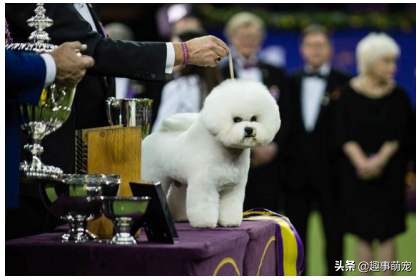 有型有款比熊犬，Part1——它最大的特点是什么？