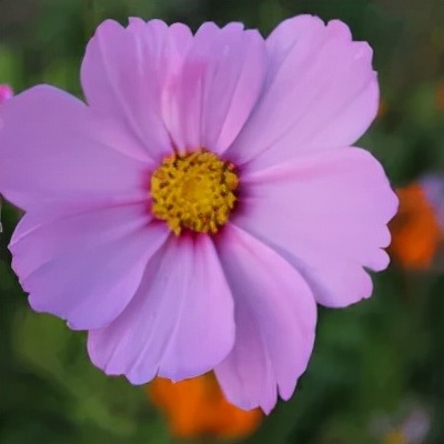 X呗套现？鱼儿上钩了！