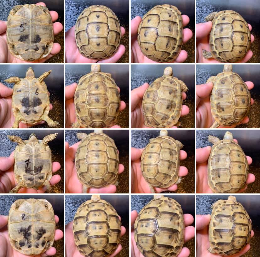 欧洲陆龟排酸吗,欧洲陆龟的图片