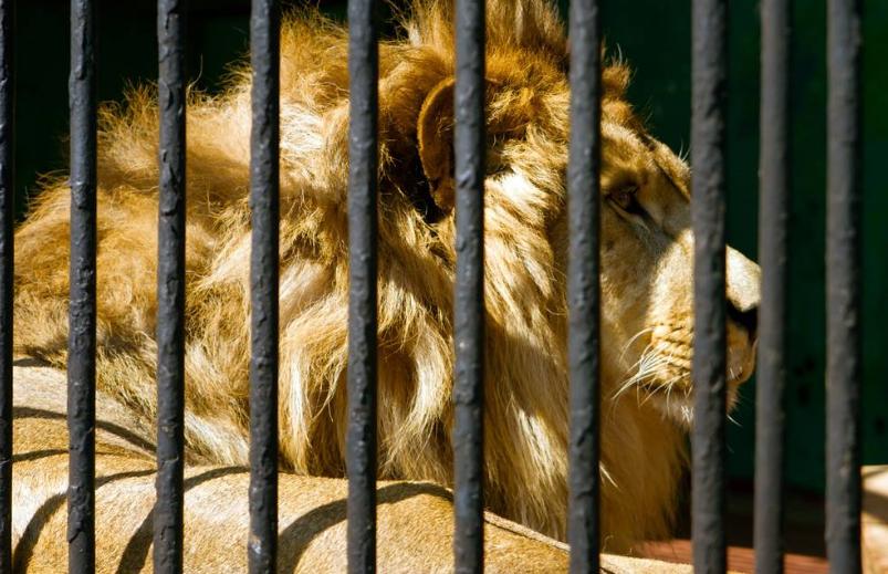 活人喂狮子，沥青路上练足球，萨达姆长子的残暴青出于蓝