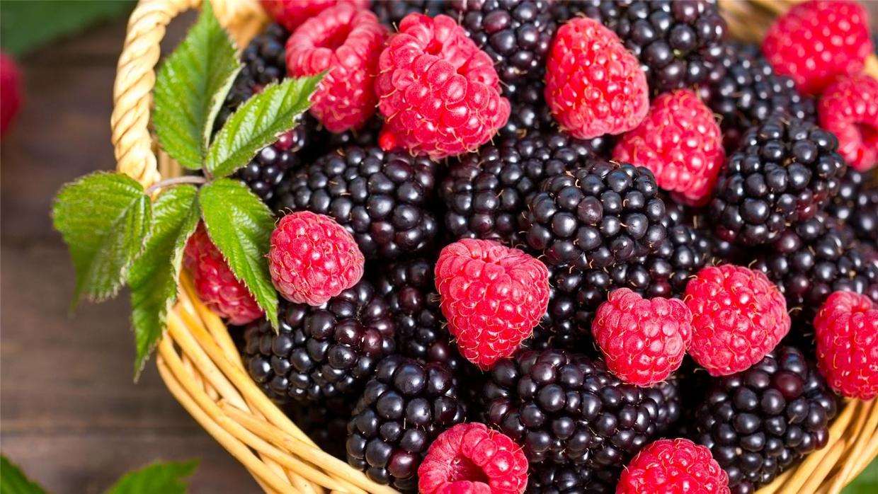 红彤彤的野果味道棒极了,哪种树莓果子最好吃又好种植