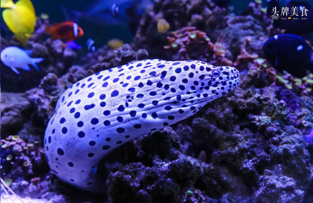 绚丽珊瑚海300+种海底生物，火爆盆友圈的网红打卡圣地就在中山路