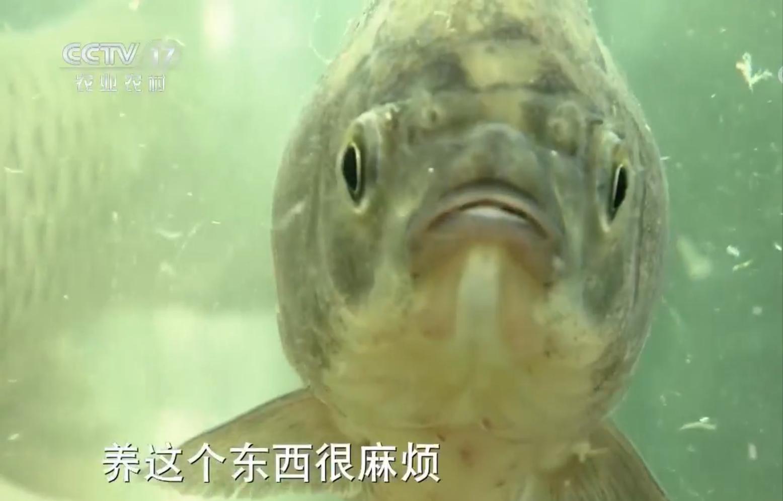 40岁大叔放弃500万产业养鱼,45岁养鱼年入1000万