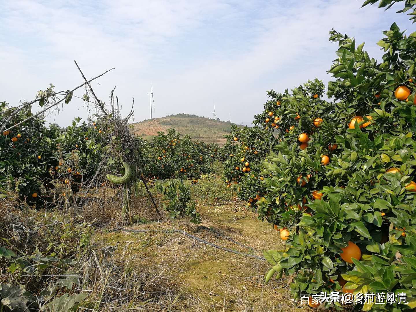 泰国红黑胶囊能治黄龙病吗,黑红胶囊可以治黄龙病吗