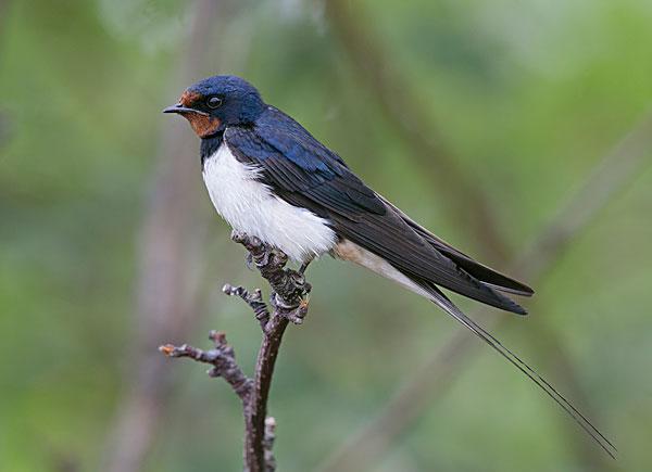 世界所有国家国鸟,世界各国国鸟大全