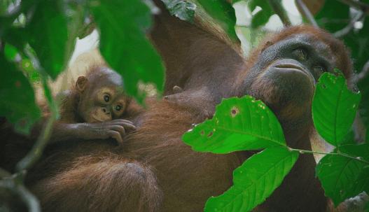 海象跌落山崖图片,海象坠崖北极熊吃海象